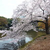 小石川後楽園の桜