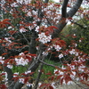 4月10日花と花言葉歌句