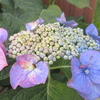 令和の花実゜