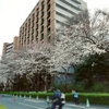 桜が満開になった日