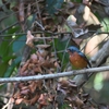 ヒメイソヒヨ White-throated Rock Thrush