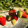 いちご🍓狩り情報1月27日(土)🌺開園日です🐝