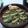 やっぱり植物を育てたい！