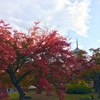 紅葉の東寺。。。とインコ