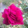 【植物の花の写真】芳香性の大輪バラ；　バラ科 Rosa sp. ; Rosaceae 2018年10月21日（日）；鹿児島市自宅庭
