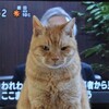 猫あるあるＴＶ編