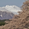 ◆'20/04/18     中山河川公園の桜 Ⅰ