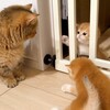 可愛いネコちゃんシリーズー5・・・