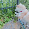 素晴らしい嗅覚な柴犬