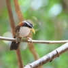 マミジロマルハシ White-browed Scimiter Babbler