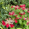 鎌倉海蔵寺の６月は多種類の花・植物が楽しめます：楓の若葉と花のような種の羽．萩の返り咲き．萼紫陽花・山紫陽花「紅」．八重花蕺（ドクダミ）．花菖蒲白花・紫花．京鹿の子．耐寒松葉菊．姫美女桜．白花蛍袋．本堂裏の心字池は，白で統一されて気持ちを落ち着かせてくれます．白花カラー．葉が白くなってきた半夏生．白花睡蓮（ヒツジグサ？）．