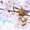 桜の花のように