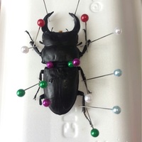 簡単】クワガタ、カブトムシの標本作り方2！！ - おやじ情報