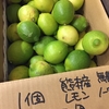 初物！国産レモン