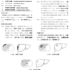 肝損傷に関して