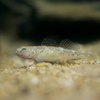 ビリンゴ  Gymnogobius breunigii