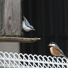 八ヶ岳山麓のゴジュウカラ