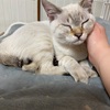 猫ちゃんがやってきた