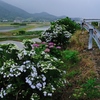 今朝は吉見の田圃徘徊