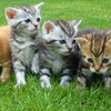 ねこ検定にドッグ検定？ペット検定特集【オトナ検定】