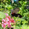 庭の蝶 