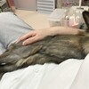 お腹の上で伸びるうさぎ