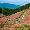 奈良県葛城山でツツジの絨毯を撮ってきた