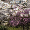 京都・桜の名所でないところの桜