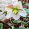 あまり開花が遅れると。。。