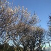 梅林公園