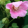 激しい雷雨の後に　雫キャップが似合います芙蓉　水たまりに描かれる桜空