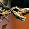 【茨城県・坂東市】ミュージアムパーク『茨城県自然博物館』②恐竜の化石ってわくわくする