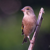 河原鶸（カワラヒワ）♀