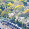 飛鳥山　満開の桜俯瞰