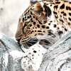 王子動物園といえばアームヒョウ　　パンダの石碑が出来ましたね