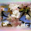 あそび心５７５『　大笑は老の本懐散る櫻　』ｙｐｔ１３０６