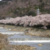 箱根町宮城野の「早川堤の桜」