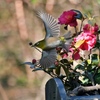 久しぶりに鳥仲間に・・悲しい知らせも・・