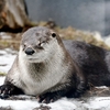 カナダカワウソのカエデさん