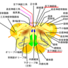 舌下神経の診察とその意義