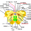 舌下神経の診察とその意義