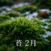 冬を越える静けさ ― 2月の苔の魅力と楽しみ方