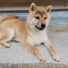 柴犬なつめの噛み癖に困惑する