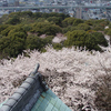 今年のお花見ランは岩倉五条川から小牧山攻め。