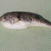 櫛崎沖のカサゴ釣り