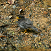 野鳥撮影 in 伊香保森林公園