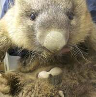 ウォンバットのいる動物園は ウォンバット飼育展示動物園と個体情報まとめ アリエスコム Ariescom ウォンバットのいる動物園は ウォンバット飼育展示動物園と個体情報まとめ アリエスコム Ariescom