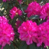 シャクナゲの花たち