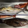 2025年のカヤック釣りの釣果(〜４月まで)