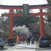 平野神社の桜、ちらほら咲き